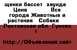 щенки бассет- хаунда › Цена ­ 20 000 - Все города Животные и растения » Собаки   . Ростовская обл.,Гуково г.